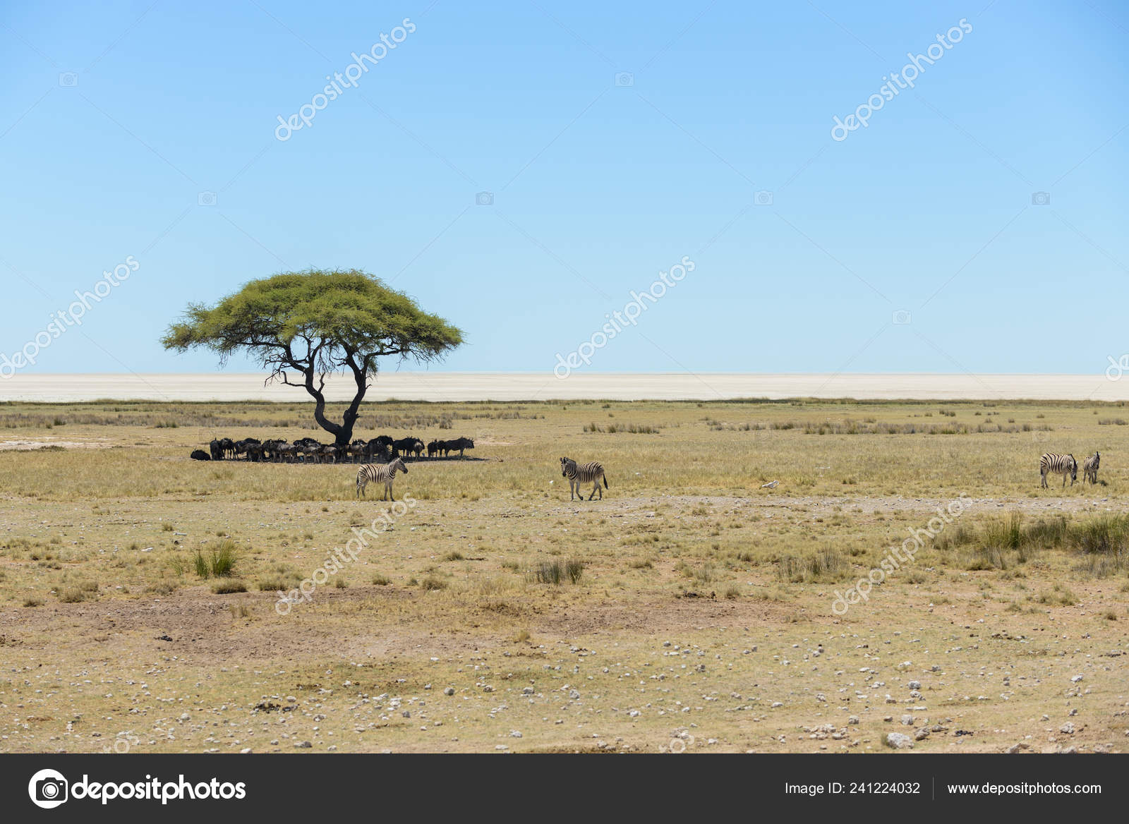 ゲムズボック写真素材 ロイヤリティフリーゲムズボック画像 Depositphotos
