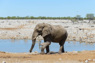 Savana içinde su birikintisinin üzerinde vahşi Afrika fili