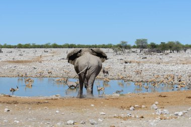 Savana içinde su birikintisinin üzerinde vahşi Afrika fili