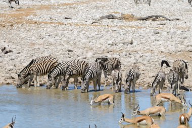 Vahşi Afrika hayvanları-gnu, kudu, orix, springbok, zebralar içme suyunda su birikintisinin