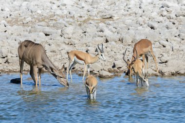 Afrika savana vahşi kudu antilop