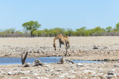 Zürafa içme suyu su birikintisinin Afrika savana üzerinde