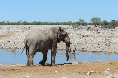 Savana içinde su birikintisinin üzerinde vahşi Afrika fili
