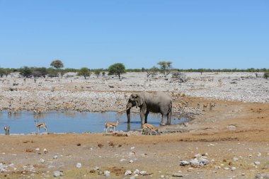 Savana içinde su birikintisinin üzerinde vahşi Afrika fili