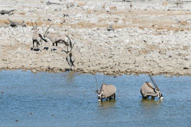 Afrika savana vahşi Afrika antilobu antilop