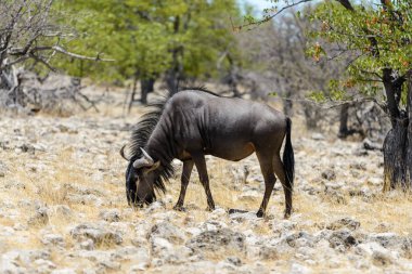 Afrika Milli Park içinde vahşi gnu antilop