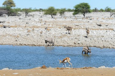 Vahşi Afrika hayvanları-gnu, kudu, orix, springbok, zebralar içme suyunda su birikintisinin
