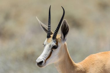 Afrika savana vahşi springbok antilop portre yakın çekim