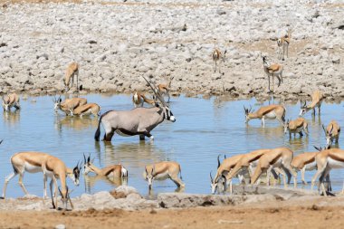 Afrika savana vahşi Afrika antilobu antilop