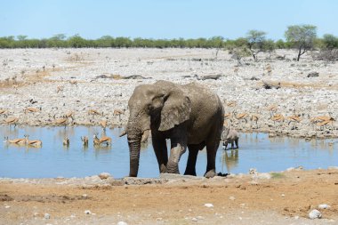 Savana içinde su birikintisinin üzerinde vahşi Afrika fili