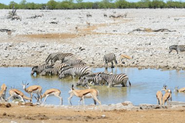 Vahşi Afrika hayvanları-gnu, kudu, orix, springbok, zebralar içme suyunda su birikintisinin