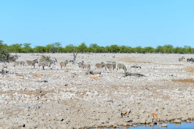 Vahşi zebralar Afrika savana yürüyüş