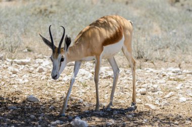 Afrika savana vahşi springbok antilop portre yakın çekim