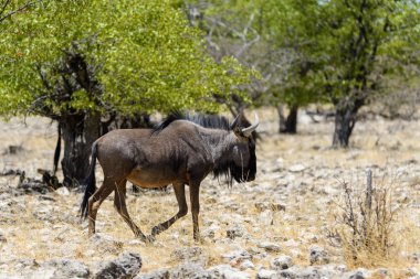 Afrika Milli Park içinde vahşi gnu antilop