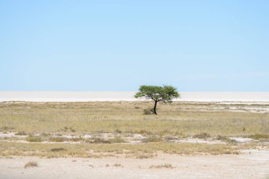 Afrika savana yatay, ağaç