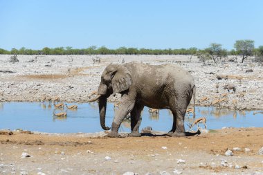 Savana içinde su birikintisinin üzerinde vahşi Afrika fili