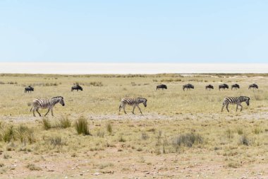 Vahşi zebralar gnu antilop ile Afrika savana arka plan üzerinde yürüyüş