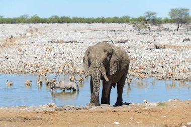 Savana içinde su birikintisinin üzerinde vahşi Afrika fili