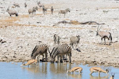 Vahşi Afrika hayvanları-gnu, kudu, orix, springbok, zebralar içme suyunda su birikintisinin