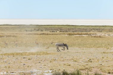 Vahşi zebralar Afrika savana yürüyüş