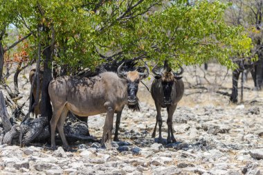 Afrika Milli Park içinde vahşi gnu antilop