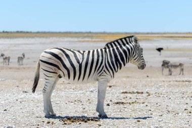 Vahşi zebra Afrika savana yürüyüş yakın çekim