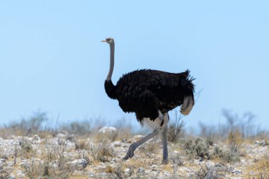 Vahşi devekuşu Afrika savana yürüyüş