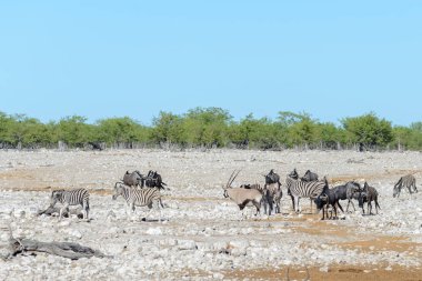 Vahşi Afrika hayvanları-gnu, kudu, orix, springbok, zebralar içme suyunda su birikintisinin