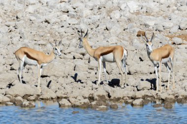 Afrika savana vahşi springbok antilop