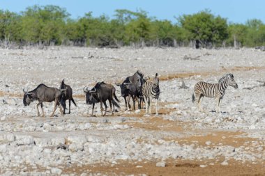 Afrika Milli Park içinde vahşi gnu antilop