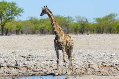 Su birikintisinin Afrika savana zürafa
