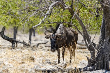 Afrika Milli Park içinde vahşi gnu antilop
