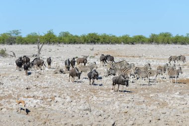 Afrika Milli Park içinde vahşi gnu antilop