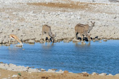 Afrika savana vahşi kudu antilop