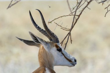 Afrika savana vahşi springbok antilop portre yakın çekim