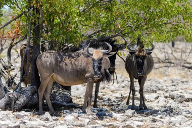 Afrika Milli Park içinde vahşi gnu antilop