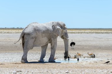Savana içinde su birikintisinin üzerinde vahşi Afrika fili