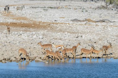 Afrika savana vahşi springbok antilop