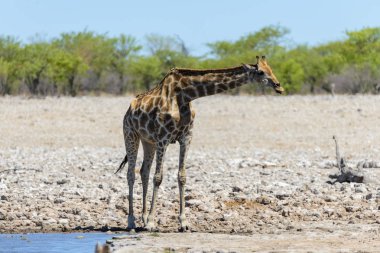 Su birikintisinin Afrika savana zürafa