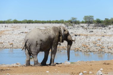 Savana içinde su birikintisinin üzerinde vahşi Afrika fili