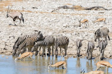 Vahşi Afrika hayvanları-gnu, kudu, orix, springbok, zebralar içme suyunda su birikintisinin