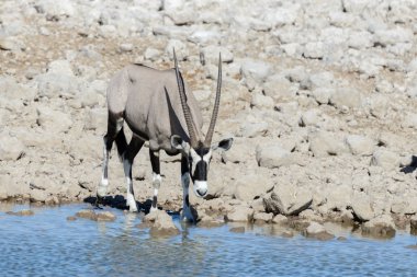 Afrika savana vahşi Afrika antilobu antilop