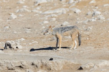 Üzerinde su birikintisinin Afrika savana vahşi çakal