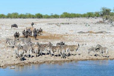 Vahşi Afrika hayvanları-gnu, kudu, orix, springbok, zebralar içme suyunda su birikintisinin