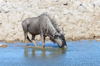 Afrika Milli Park içinde vahşi gnu antilop