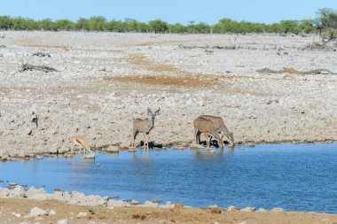 Afrika savana vahşi kudu antilop
