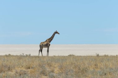 Afrika savana yürüyüş zürafa