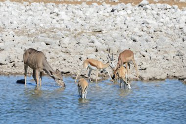 Afrika savana vahşi kudu antilop