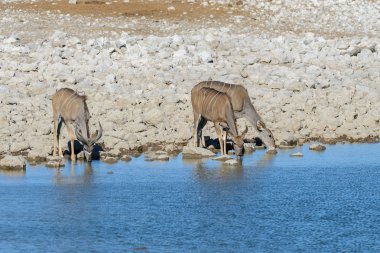Afrika savana vahşi kudu antilop
