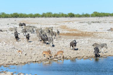 Vahşi Afrika hayvanları-gnu, kudu, orix, springbok, zebralar içme suyunda su birikintisinin